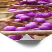 Song Thrush Poster (Ecke)