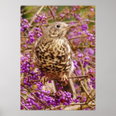 Song Thrush Poster (Vorne)