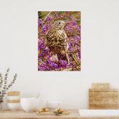 Song Thrush Poster (Küche)