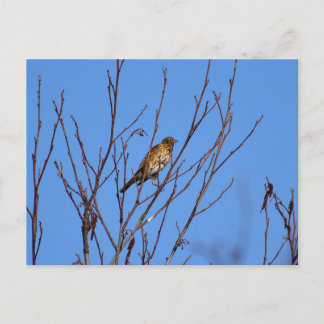 Song Thrush  Postkarte