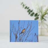 Song Thrush  Postkarte (Stehend Vorderseite)