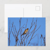Song Thrush  Postkarte (Vorne/Hinten)