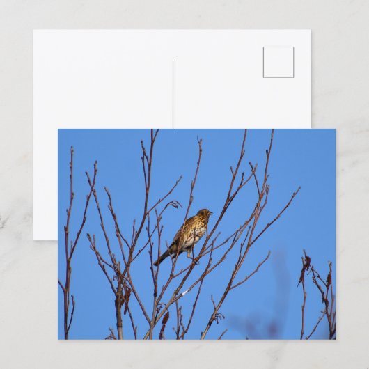Song Thrush  Postkarte (Vorne/Hinten)
