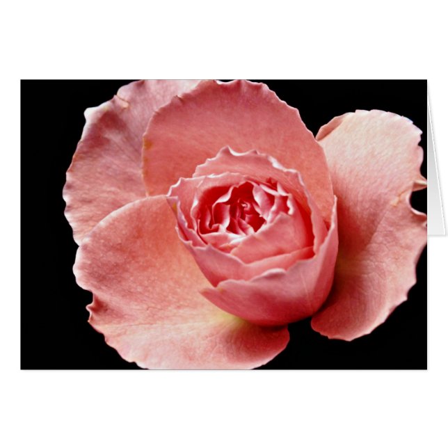 Sonia Rose Blume (Vorderseite (Horizontal))