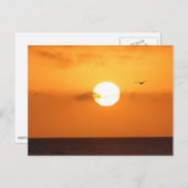 Sonn über dem Ozean: pelikanisch Postkarte (Vorne/Hinten)