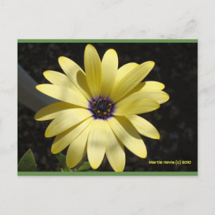 Sonne auf einer gelben Seite   Blue Beach Song™ Po Postkarte