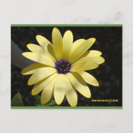 Sonne auf einer gelben Seite | Blue Beach Song™ Po Postkarte