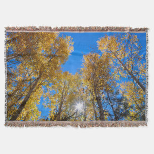 Sonne bricht durch Bäume Decke