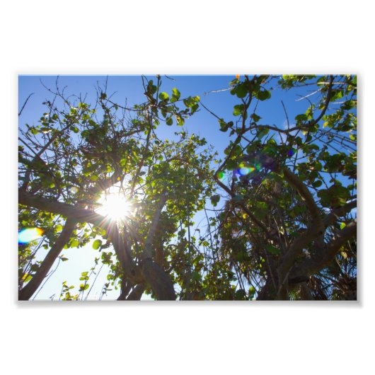 Sonne, die durch Mangroven scheint, Florida. Fotodruck (Vorne)