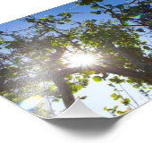Sonne, die durch Mangroven scheint, Florida. Fotodruck (Ecke)