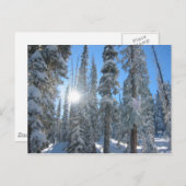 Sonne durch Bäume im Winter Postkarte (Vorne/Hinten)