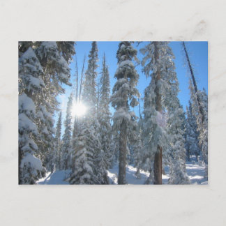 Sonne durch Bäume im Winter Postkarte