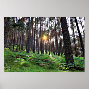 Sonne durch den Wald Poster