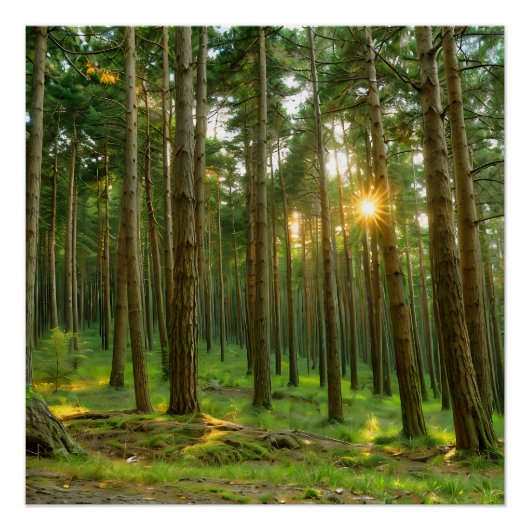 Sonne durch die Bäume Poster (Vorderseite)