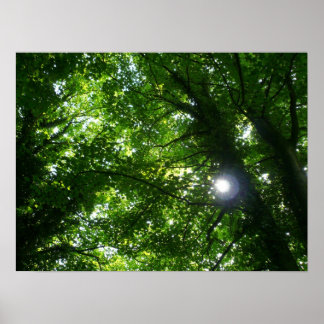 Sonne in den Bäumen Poster