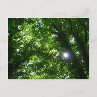 Sonne in den Bäumen Postkarte