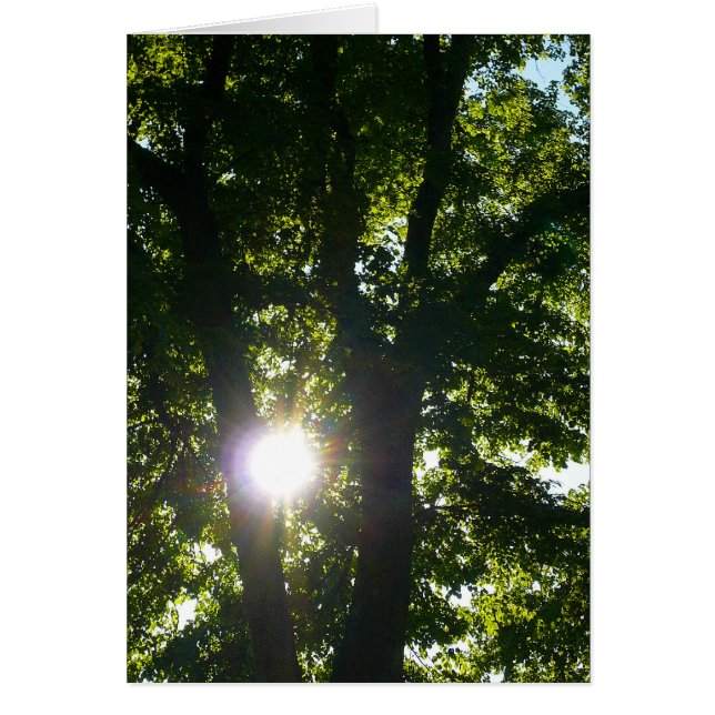 Sonne strahlt durch Bäume (Vorne)