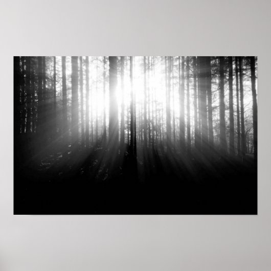 Sonne strahlt durch Bäume im Wald Poster (Vorne)
