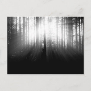 Sonne strahlt durch Bäume im Wald Postkarte