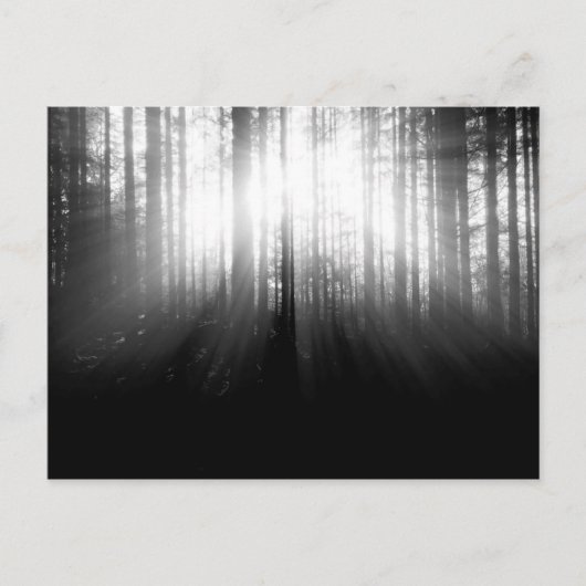 Sonne strahlt durch Bäume im Wald Postkarte (Vorderseite)