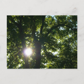 Sonne strahlt durch Bäume Postkarte
