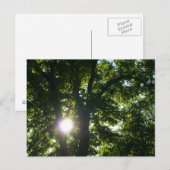 Sonne strahlt durch Bäume Postkarte (Vorne/Hinten)