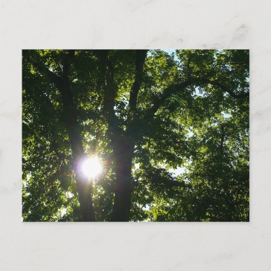 Sonne strahlt durch Bäume Postkarte (Vorderseite)