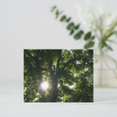 Sonne strahlt durch Bäume Postkarte (Stehend Vorderseite)