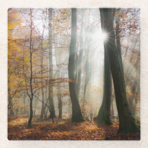 Sonne strahlt Mystischen Landschaftlichen Wald, Ti Glasuntersetzer