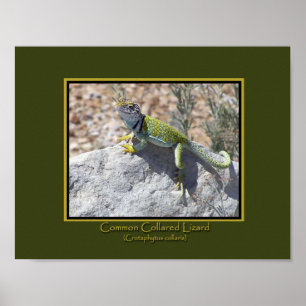 Sonnenanbetendes Farbige Halsbandleguan-Foto Poster