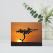 Sonnenaufgang am Masai Mara, Kenia Postkarte (Stehend Vorderseite)