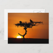 Sonnenaufgang am Masai Mara, Kenia Postkarte (Vorne/Hinten)