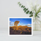 " Sonnenaufgang an der lebenden Wüste " Postkarte (Stehend Vorderseite)