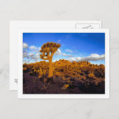 " Sonnenaufgang an der lebenden Wüste " Postkarte (Vorne/Hinten)