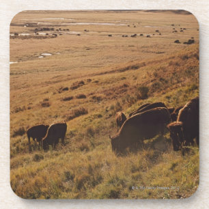 Sonnenaufgang auf Bison Getränkeuntersetzer