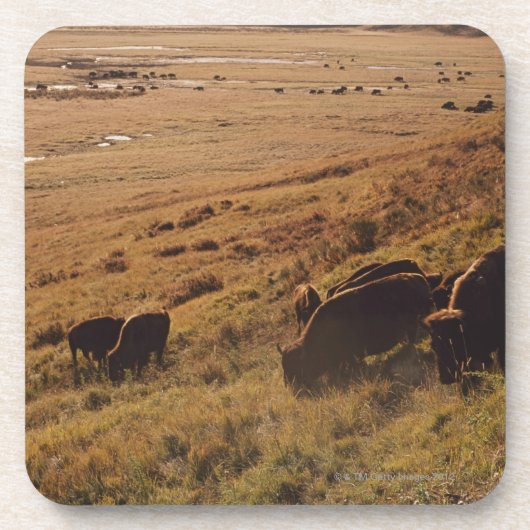 Sonnenaufgang auf Bison Getränkeuntersetzer (Vorderseite)
