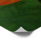 Sonnenaufgang auf der mexikanischen Sonnenblume Or Poster (Ecke)