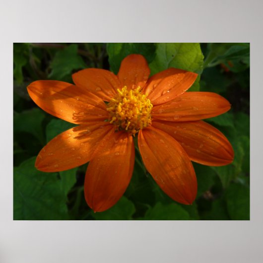 Sonnenaufgang auf der mexikanischen Sonnenblume Or Poster (Vorne)