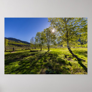 Sonnenaufgang auf einer Weide voller Schafe Poster