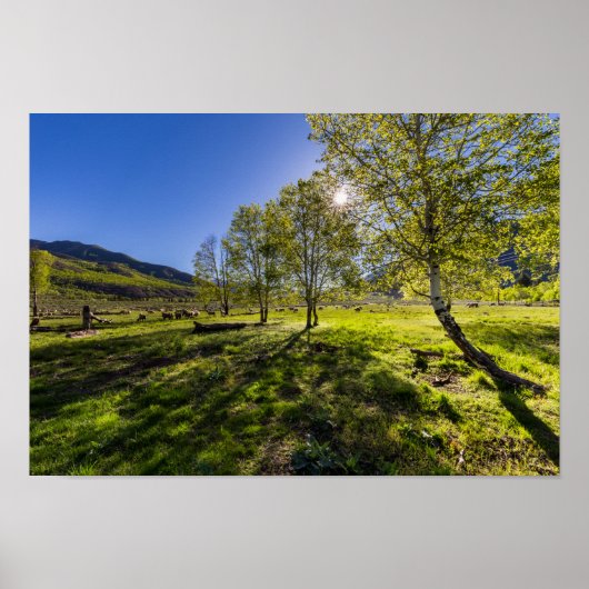 Sonnenaufgang auf einer Weide voller Schafe Poster (Vorne)
