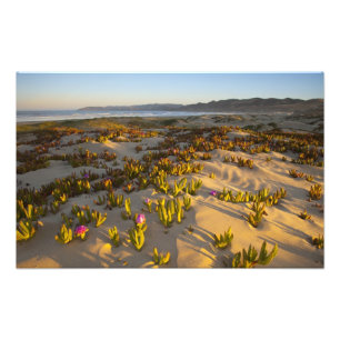 Sonnenaufgang beleuchtet die Sanddünen und Feigenk Fotodruck