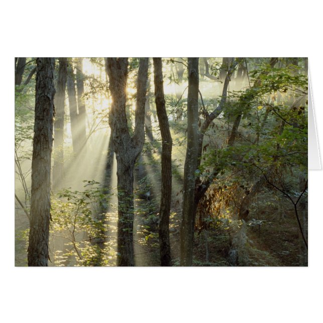 Sonnenaufgang durch Eichen- und Hickorenwald, (Vorderseite (Horizontal))
