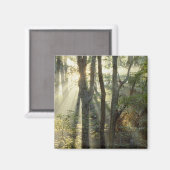 Sonnenaufgang durch Eichen- und Hickorenwald, Magnet (Vorderseite/Rückseite)