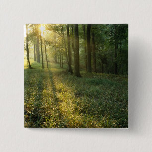 Sonnenaufgang durch Eichen- und Hickory-Wald, Mamm Button