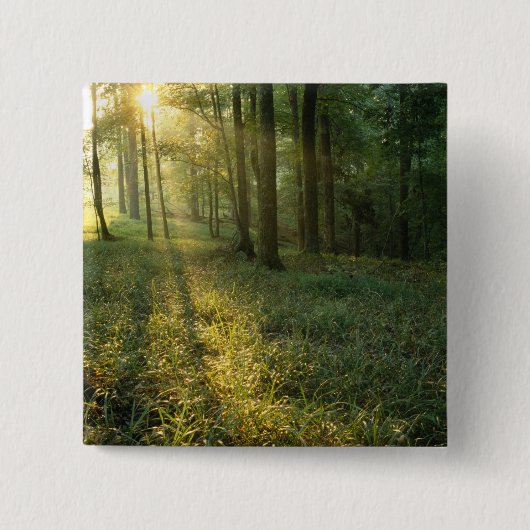Sonnenaufgang durch Eichen- und Hickory-Wald, Mamm Button (Vorderseite)