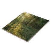 Sonnenaufgang durch Eichen- und Hickory-Wald, Mamm Fliese (Seite)