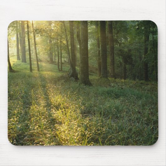 Sonnenaufgang durch Eichen- und Hickory-Wald, Mamm Mousepad (Vorne)