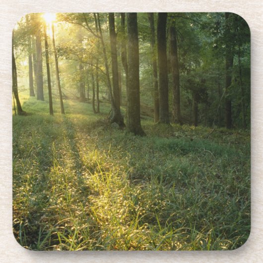 Sonnenaufgang durch Eichen- und Hickory-Wald, Mamm Untersetzer (Vorderseite)