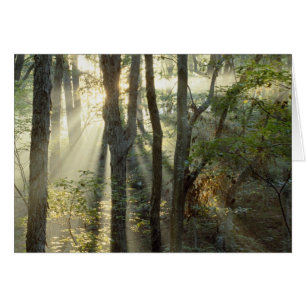 Sonnenaufgang durch Eichen- und Hickorywald,