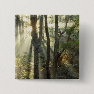 Sonnenaufgang durch Eichen- und Hickorywald, Button